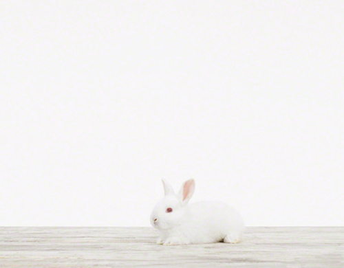 animal printshop_bunny