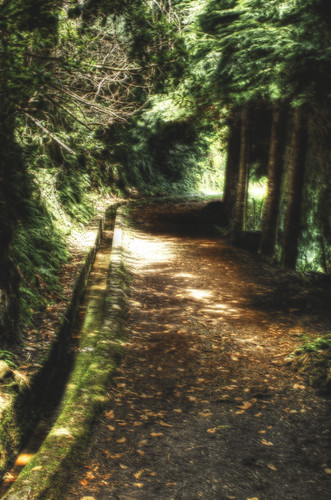 A path through the forest. Un camino por el bosque