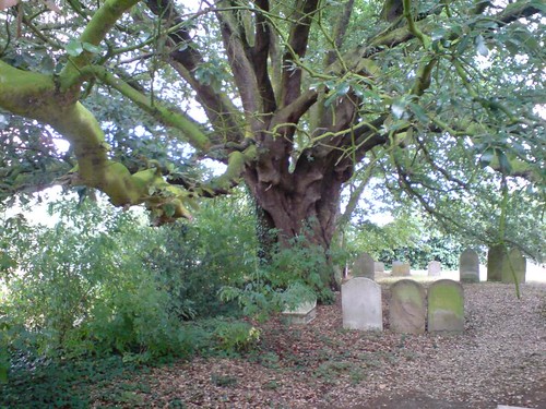 Holm Oak Churchyard