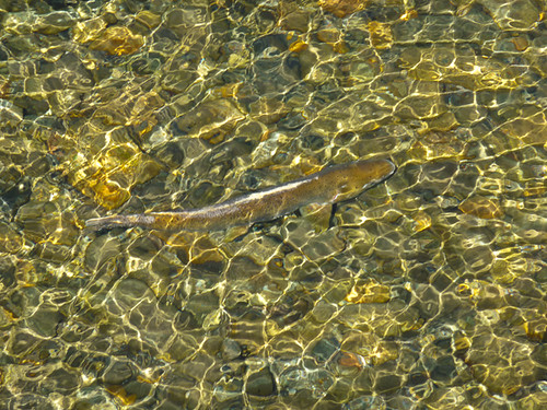 Chinook Salmon spawning in the Methow