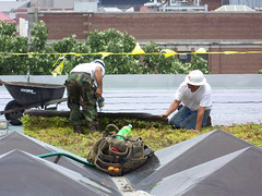 installation of green roof, U. of Michigan (by: Corey Seeman, creative commons license)