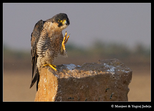Peregrine Falcon (Falco peregrinus) scratching