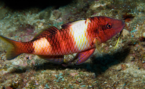 Manybar Goatfish or Moano (Parupeneus multifasciatus)