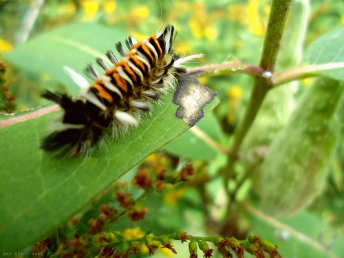 milkweed tussock caterpillar
