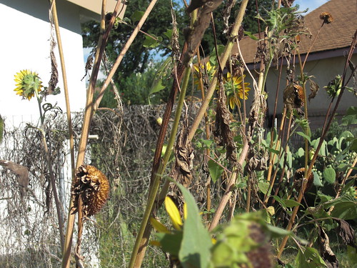 The End of the Volunteer Sunflowers