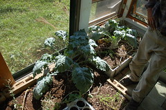 Greenhouse Kale <a style="margin-left:10px; font-size:0.8em;" href="http://www.flickr.com/photos/91915217@N00/4997192767/" target="_blank">@flickr</a>