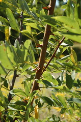 Black Locust Thorns <a style="margin-left:10px; font-size:0.8em;" href="http://www.flickr.com/photos/91915217@N00/4997784086/" target="_blank">@flickr</a>