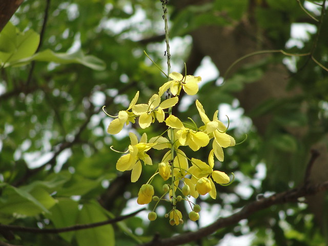 Golden shower tree full bloom in summer. Yellow flowers are full