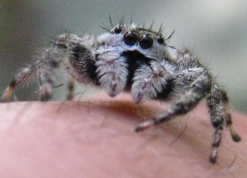 Maco Spider