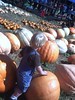 pumpkin 105