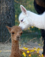 alpaca crias, babies