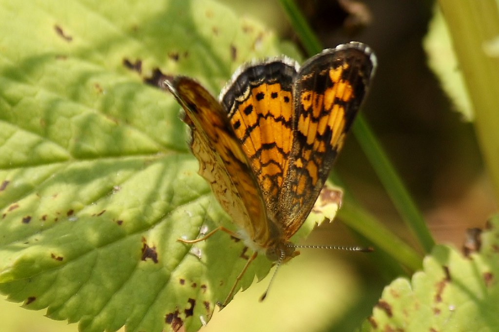Pearl Crescent Butterfly  2