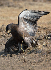 Western Banded Snake Eagle #2