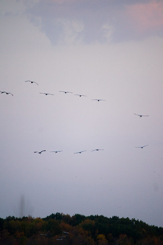 Sandhill cranes landing