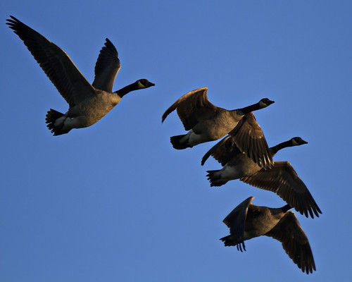 Cluster o' Geese