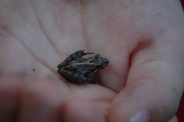 Little Frog 1