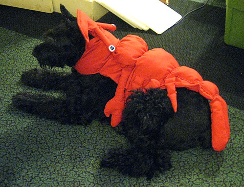Lobster Dog 30