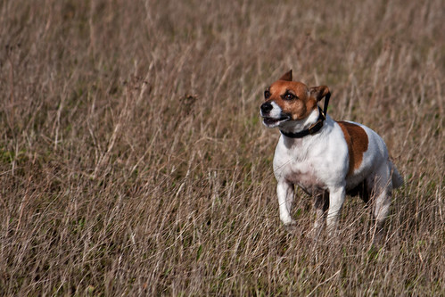 funny pictures of dogs. 52 Weeks For Dogs, 45/52. A Funny Five Minutes. A lunchtime gallop by the Gannell Estuary in Cornwall. I think she was just glad to see the rain stop!