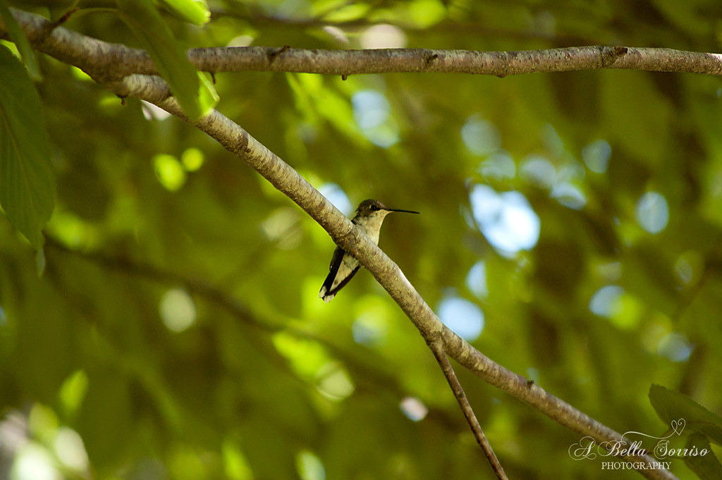 hummingbirds 07