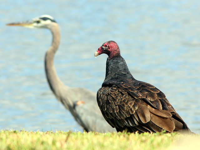 Turkey Vulture 20101114
