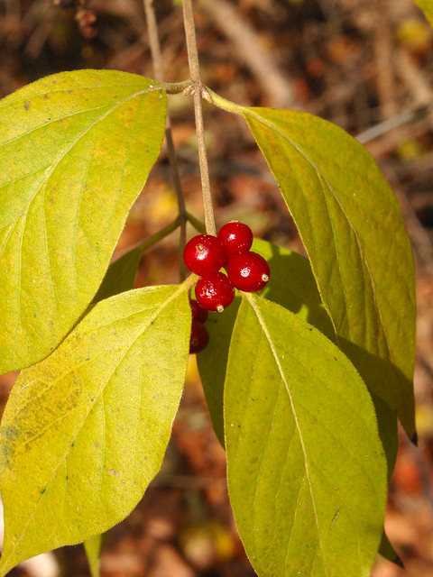 Broemmelsiek Park, in Saint Charles County, Missouri, USA - cluster of red berries with pale yellow-green leaves