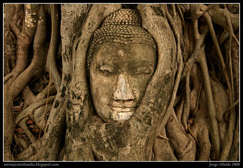 Buda entre las raíces, Tailandia