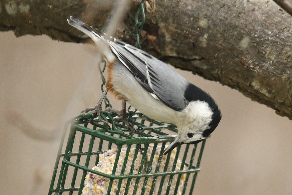 White-breasted nuthatch (8)