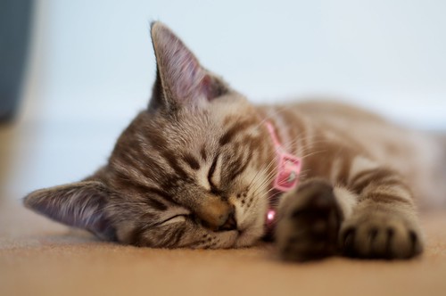  フリー写真素材, 動物, 哺乳類, ネコ科, 猫・ネコ, 子猫・小猫, 寝顔・寝ている,  