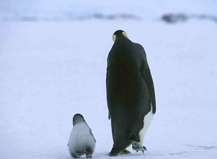 March-of-the-Penguins-WPs-penguins-157198_1280_1024