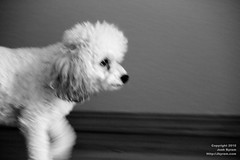 20100712-Speedy pup