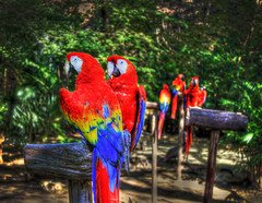 Scarlet Macaw Parrots, Playa Del Carmen Mexico HDR