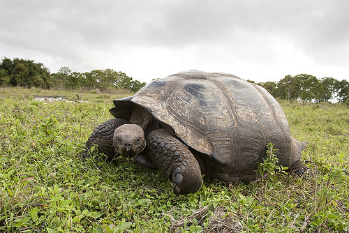 giant tortoise, tortuga