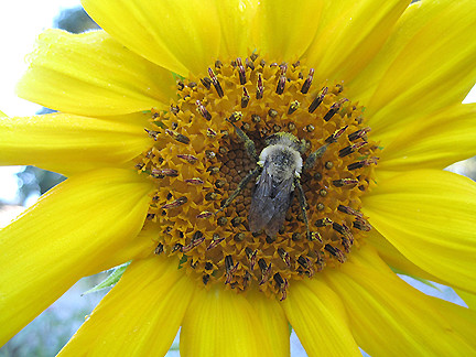 sunflowerBee