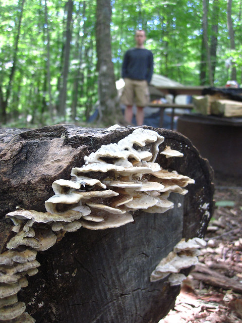 tree fungi at campsite