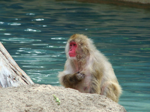 Solemn macaque