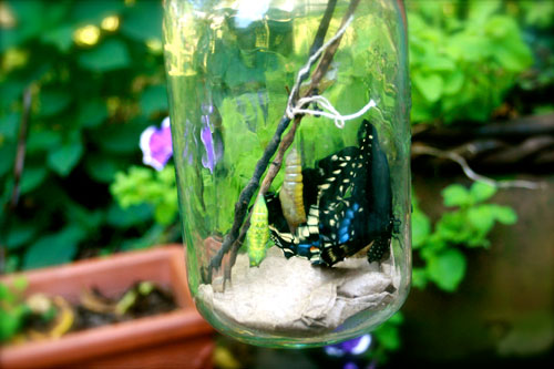 Butterfly in Jar