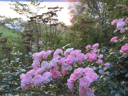 roses in the morning light