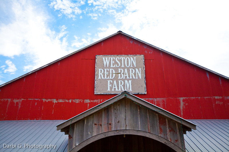 DarbiGPhotography-Weston Red Barn Farm-101