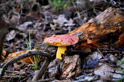 Mushroom profile
