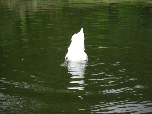 Upside Down Swan