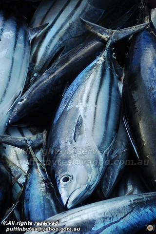 Skipjack Tuna - Katsuwonus pelamis