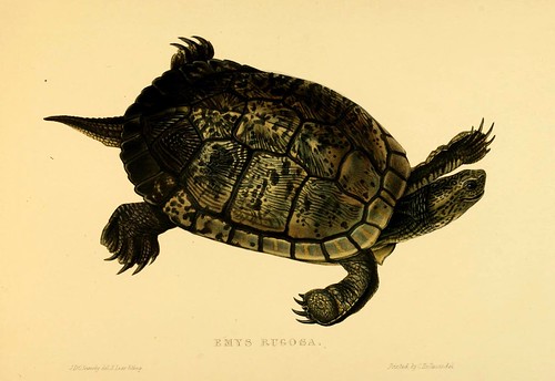 015-Emys Rugosa-Tortoises terrapins and turtles..1872-James Sowerby