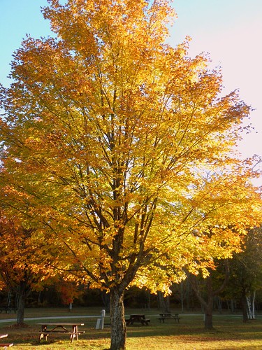 Fall Color - Newberry, Michigan - October 4, 2010