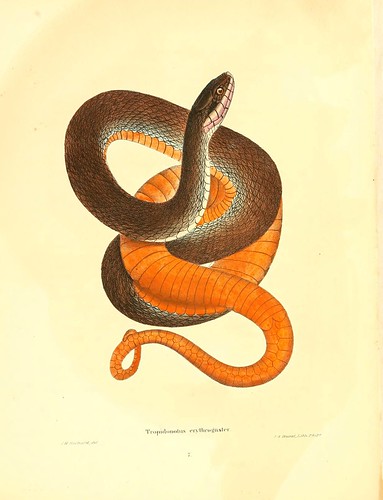 019-Tropidonotus erythogaster-North American herpetology…1842-Joh Edwards Holbrook