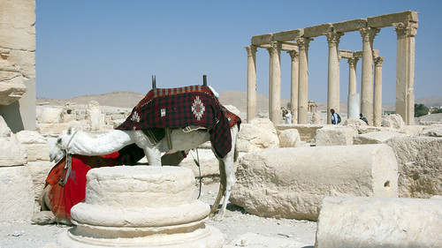 Camel and ruins