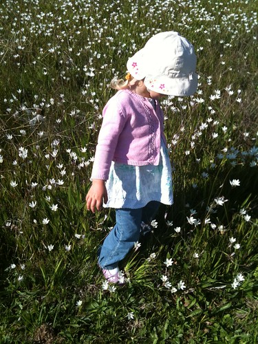 Tootle in the meadow