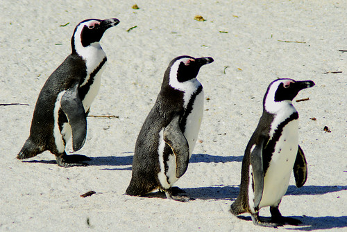 habitat wallpaper. Gentoo penguins habitat nature