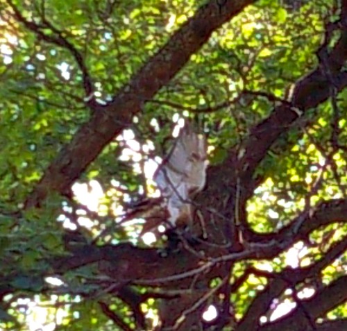 Hawk or Falcon in Prospect Park