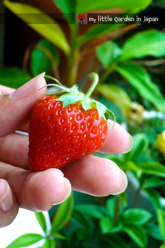 strawberries-in-my-little-garden-in-japan-4