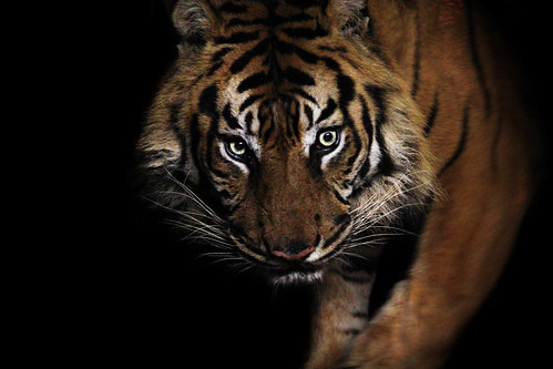 フリー写真素材|動物|哺乳類|ネコ科|虎・トラ|